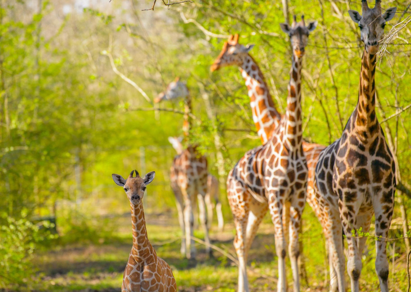 no.babygiraffe.030318.004